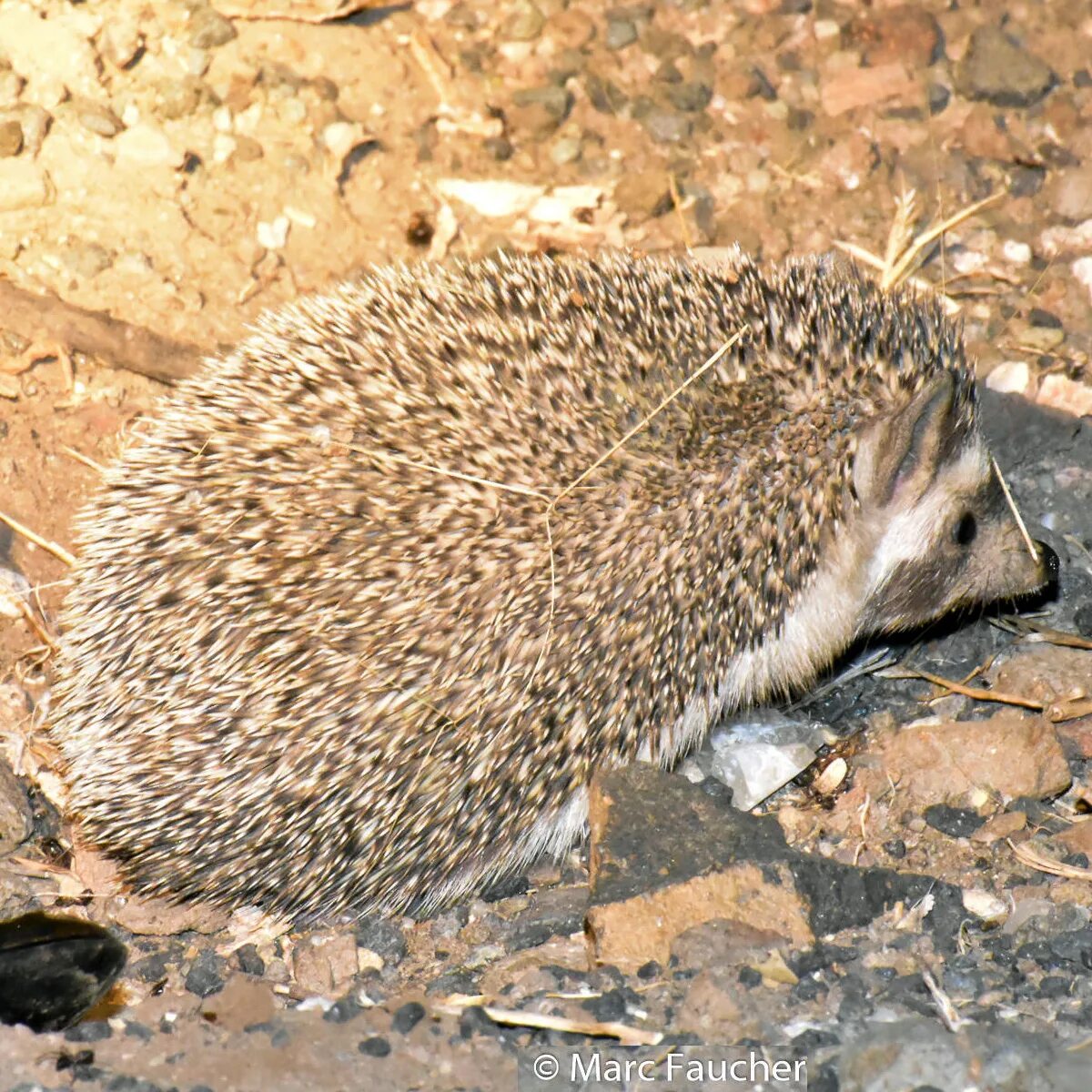 Длинноиглый еж. Paraechinus micropus. Длинноиглые Ежи. Индийский ёж. Эфиопский ёж.