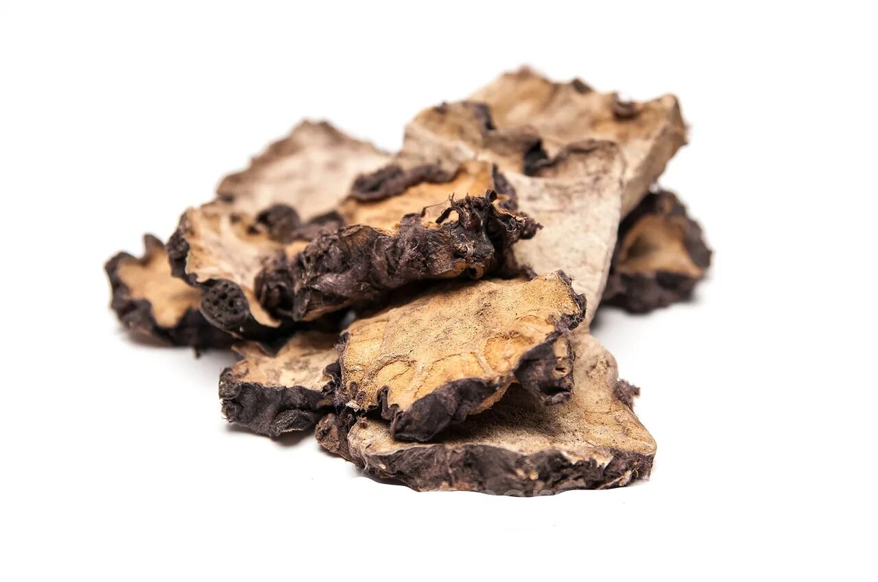 лекарства из кубышки. корень кубышки. кубышка жёлтая корень. корневище жёлтой кувшинки. корневище кубышки желтой.