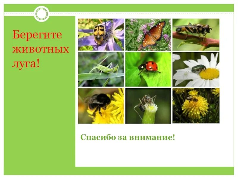 Животные Луга 3 класс. Животные Луга презентация. Растения и насекомые Луга 3 класс. Обитатели Луга 2 класс.