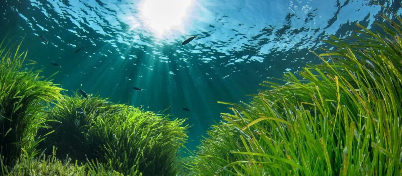 Океанические водоросли. Посидония океаническая. Посидония водоросль. Морская трава Посидония. Посейдония водоросли.
