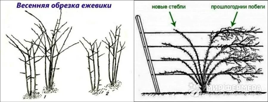 Как обрезать ежевику весной для начинающих правильно. Формировка ежевики бесшипной. Схема формирования куста ежевики. Формировка куста ежевики куманика. Ежевика Торнфри обрезка.