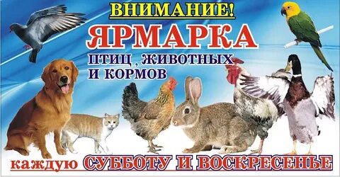 Птичий рынок в краснодаре адрес