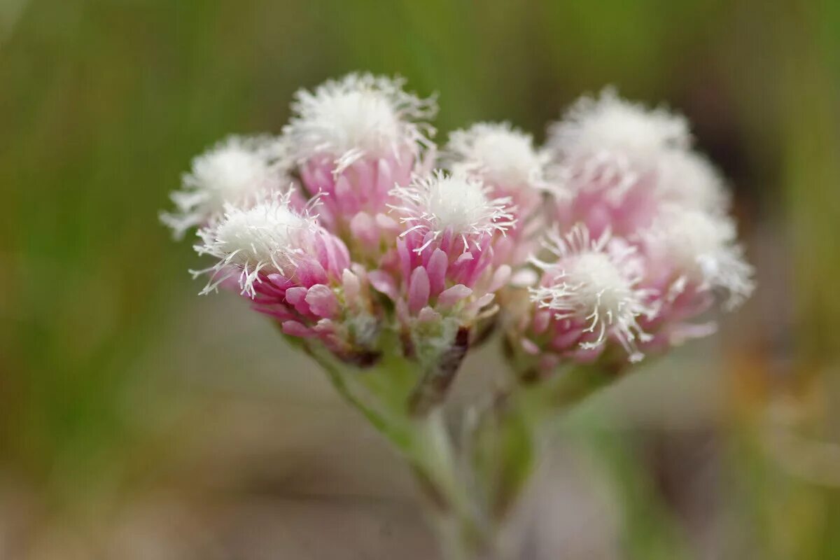 Милохин лапки. Кошачья лапка двудомная Antennaria dioica. Кошачья лапка (Антеннария двудомная) (Antennaria dioica). Кошачья лапка/Антеннария двудомная (Antennaria dioica Alba. Антеннария (Кошачья лапка) Alba.