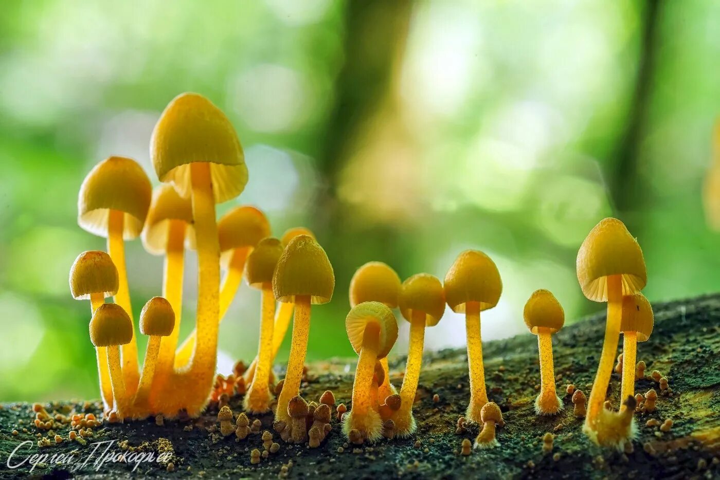 Мицена. Мицена желтоногая. мицена гриб. мицена mycena. мицена хлорофос.