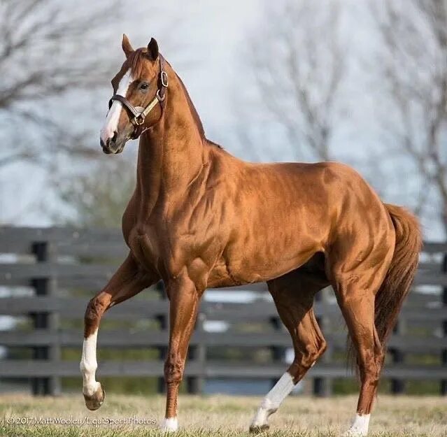 Русская верховая лошадь вороная. Английская скаковая порода лошадей. Украинская верховая порода лошадей вороная. Английская чистокровная верховая лошадь рыжая. Чистокровная верховая порода лошадей.