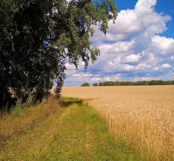 В лесу было тихо но в поле. Тихое поле. Осенний лес, поле дорога паутина. Есть в тихом августе мечтательном и кротком. Тихий мечтательный август.