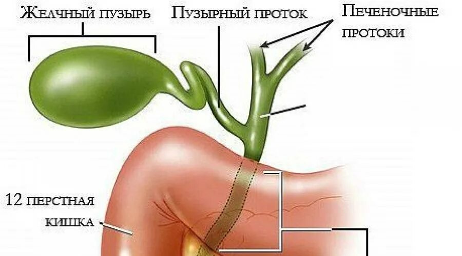 Желчный пузырь мясников