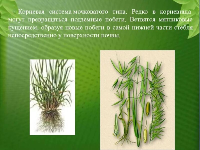 Семейство злаки пшеница. Мочковатая корневая система злаковых. Мочковатая корневая система пшеницы. Семейство мятликовые. Фаза кущения зерновых.