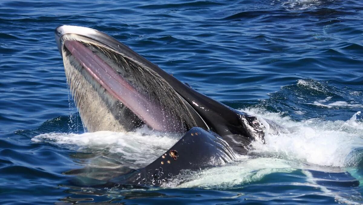 Фото переводчик кита. Пасть кита. Кит Горбач с открытым ртом. Кит с открытой пастью. Пасть синего кита.