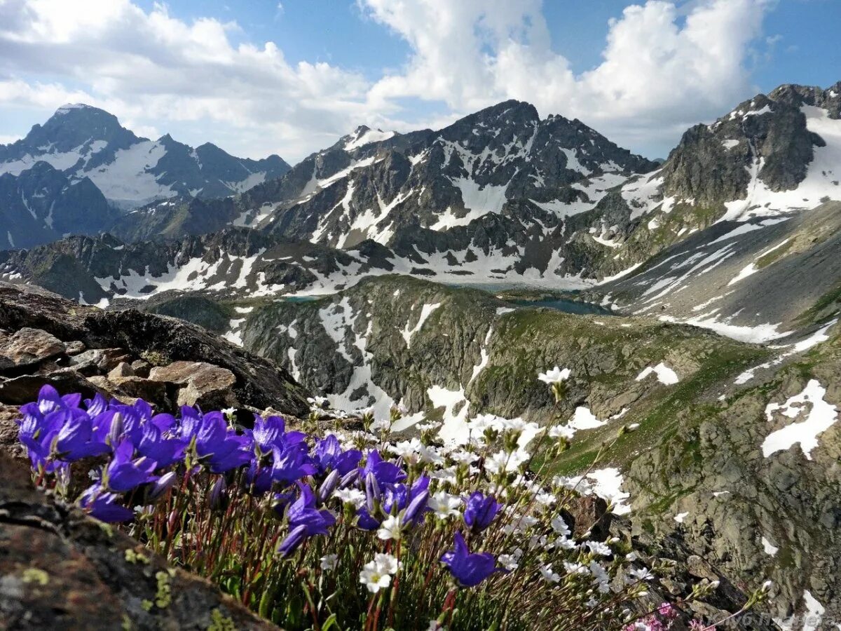 домбай тюльпаны. архыз горы. софийские озера архыз. рододендрон архыз. архыз весной.