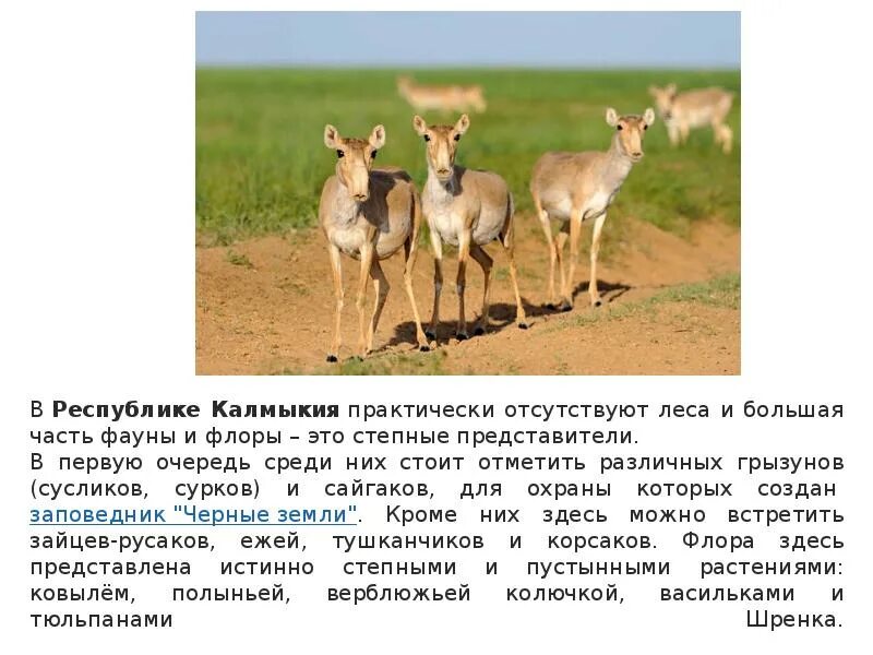 Республика калмыкия флаг и герб. Республика калмыкия презентация. Экономика калмыкии доклад 3 класс. Достопримечательности калмыкии черные земли. Республика калмыкия презентация.