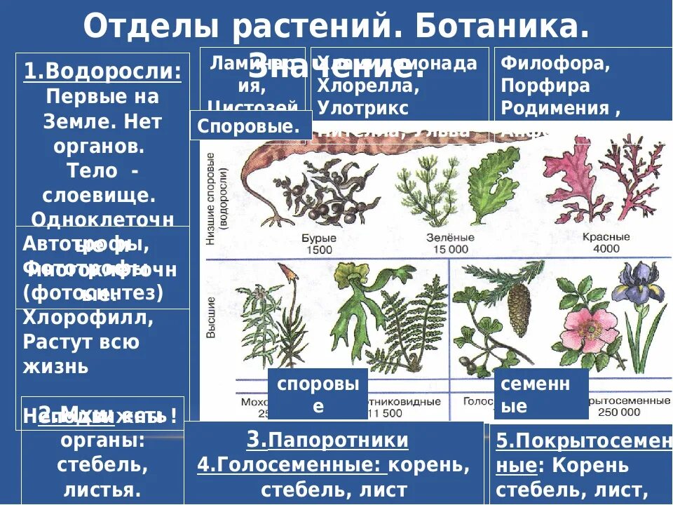 Отделы растений. Общая характеристика растений. Основные отделы растений. Типы царства растений. Систематические группы водорослей