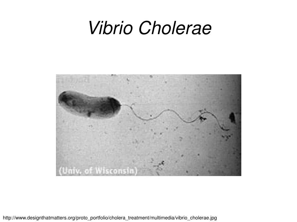 Организм трутовик окаймленный холерный вибрион. Vibrio cholerae микробиология. Холерный вибрион царство. Холерный вибрион среда обитания. Vibrio cholerae является.