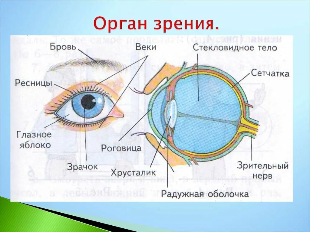 Что воспринимает световое изображение прошедшее через зрачок. Строение глаза. Окружающий мир органы чувств. Органы чувств 3 класс. Органы чувств 3 класс окружающий мир.