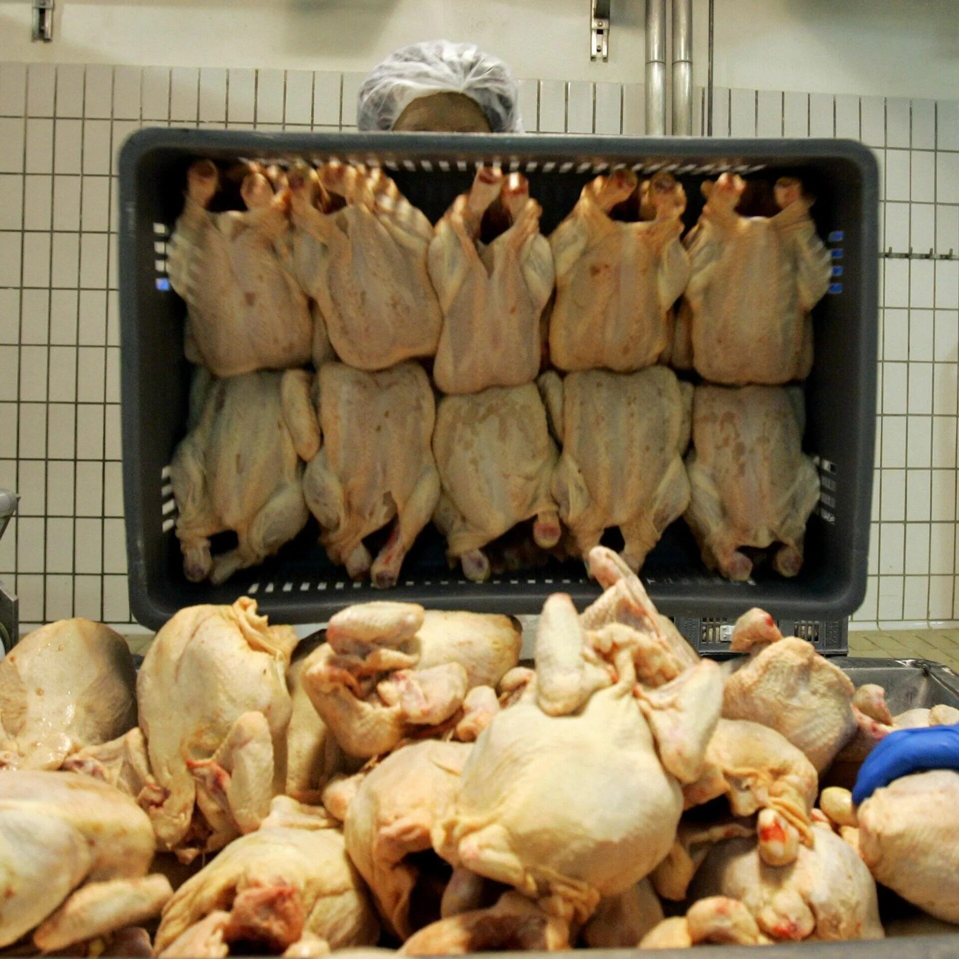 Ветсанэкспертиза птицы. Рынок мяса птицы. Ветсанэкспертиза курицы. Ветсанэкспертиза мяса птицы на рынке.