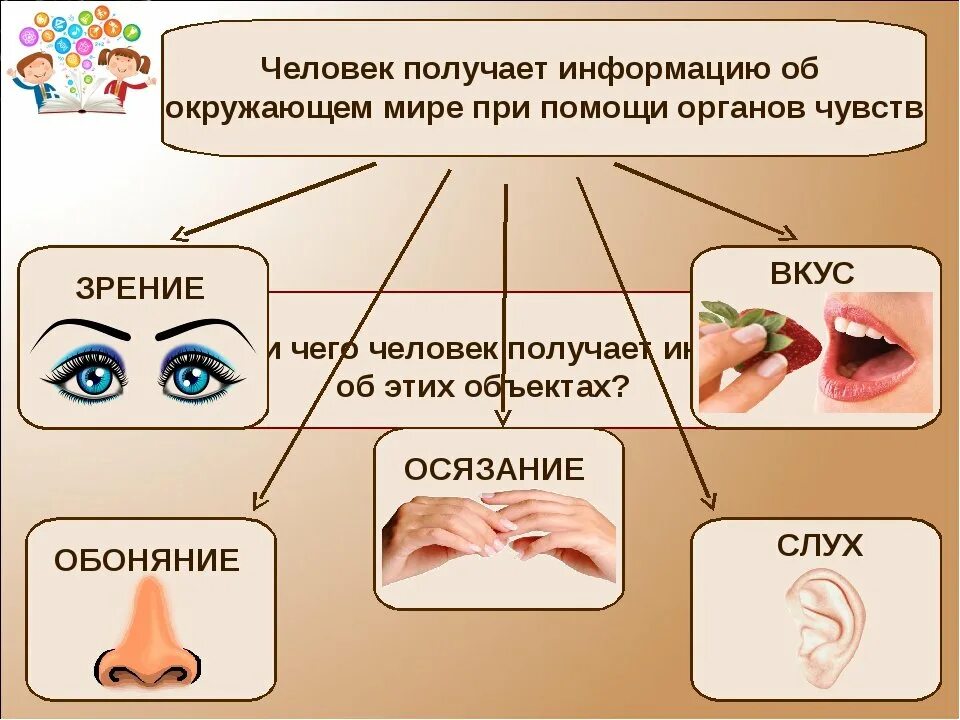 Органы чувств воспринимают информацию. Органы чувств человека. Информация по органам чувств. Органы восприятия человека. Органы чувств человека получают информацию.