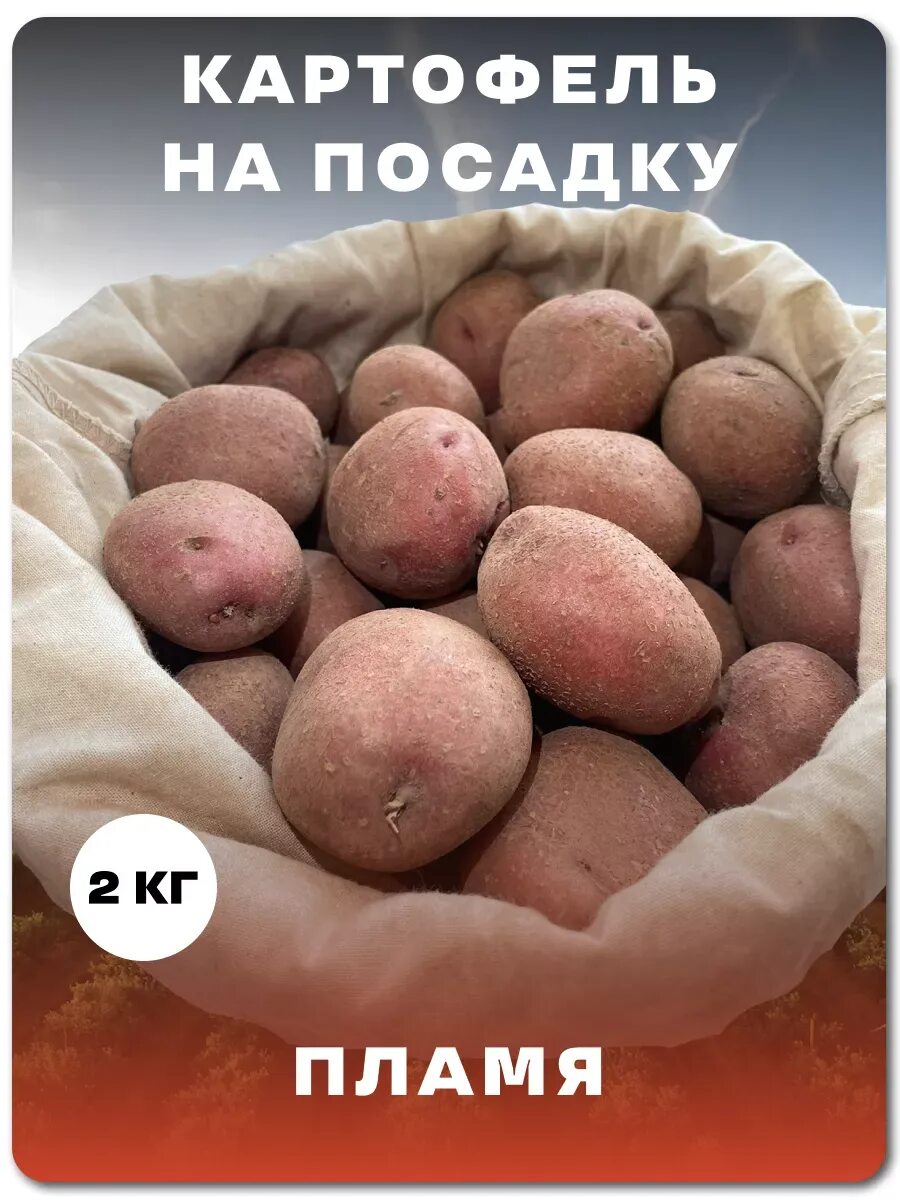 Сорт картофеля беллароза. Картофель сорт артемис. Варяг сорт картофеля. Эсми сорт картофеля. Сорт картофеля рокко.
