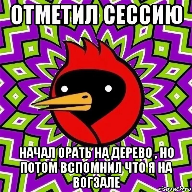 Начинать закричать. Омская птица Мем. Геймеры не знает Омская птица. Орать Начни.