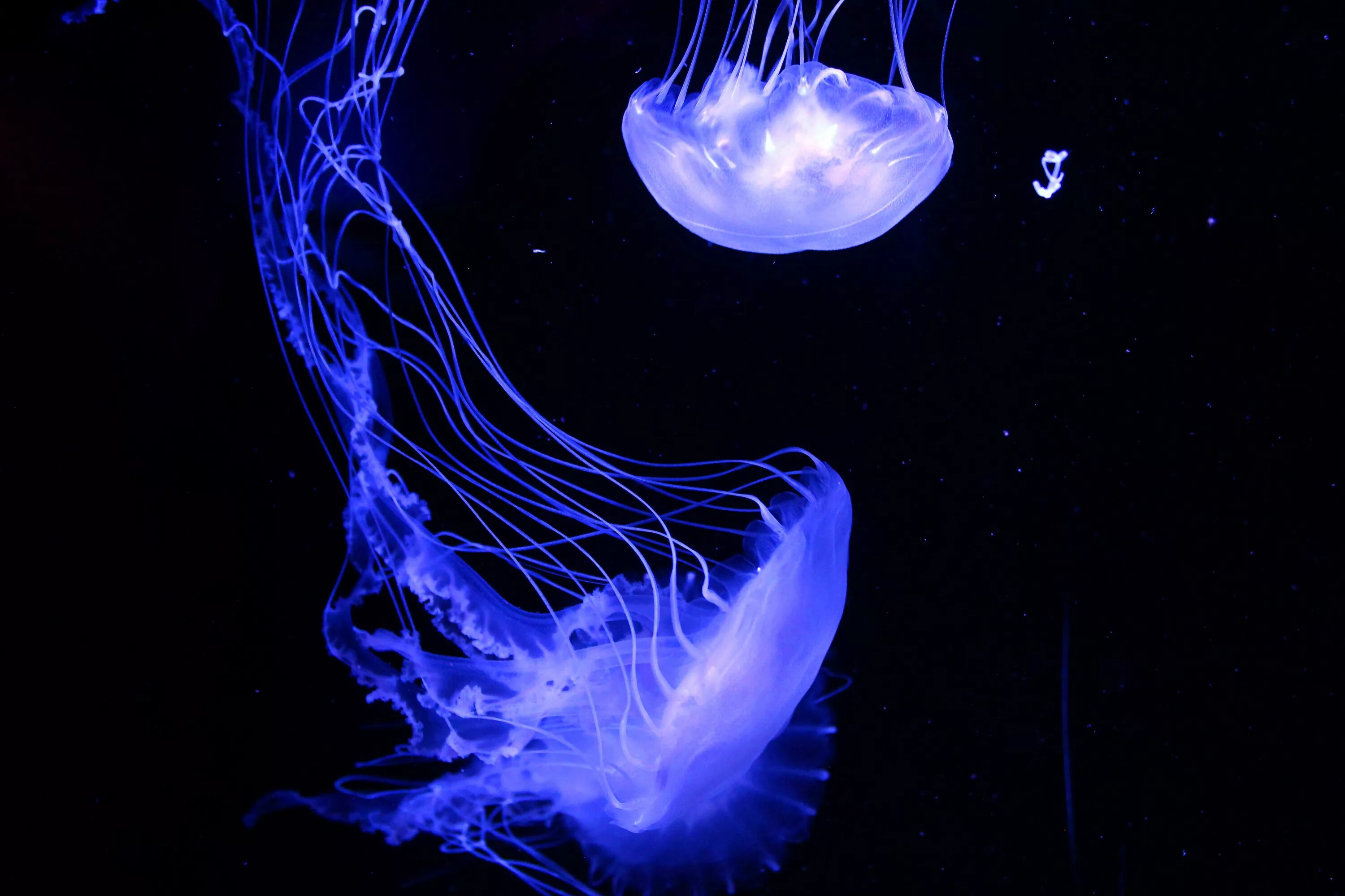 Светятся под водой. Биолюминесценция гребневиков. Биолюминесценция медузы. Фосфорные медузы. Aequorea Victoria (медуза-Кристалл).