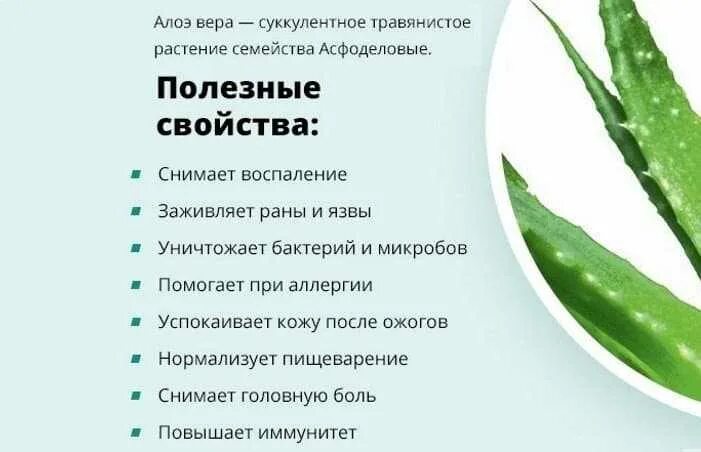Алоэ лекарственное цветок. Комнатный цветок алоэ лечебные свойства. Цветок алоэ столетник. Алоэ столетник растение. Алоэ древовидное столетник.