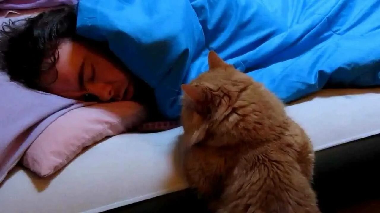 Разбудили видео. Кот будит хозяйку. Кот спит с хозяином. Кота разбудили. Кот проснулся.