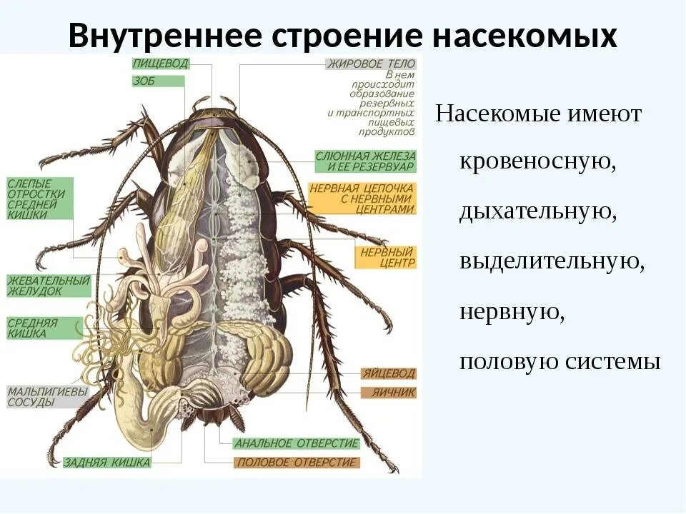 Строение тела класс насекомые. Внутреннее строение самки таракана. внутреннее строение черного таракана. внешнее строение черного таракана. внутреннее строение насекомых 7 класс биология.