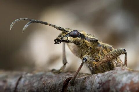 Картинки ДИКАЯ БУКАШКА