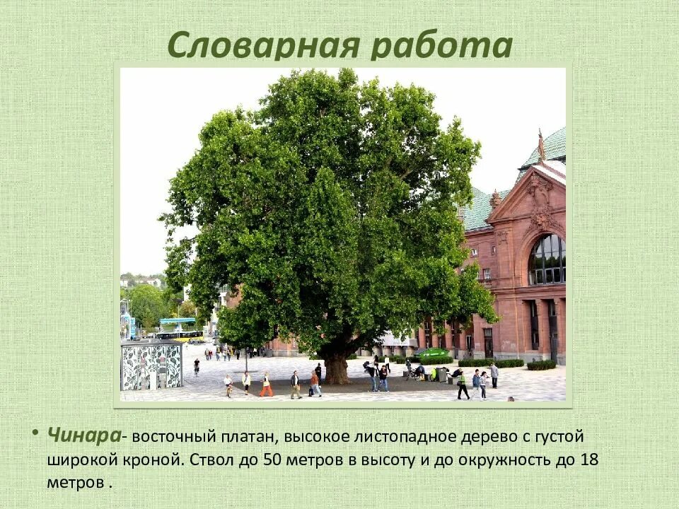 Лермонтов листок чинара. Чинара стихотворение. Вывод стихотворения листья. Дубовый лист лермонтов. Чинара из стихотворения листок.