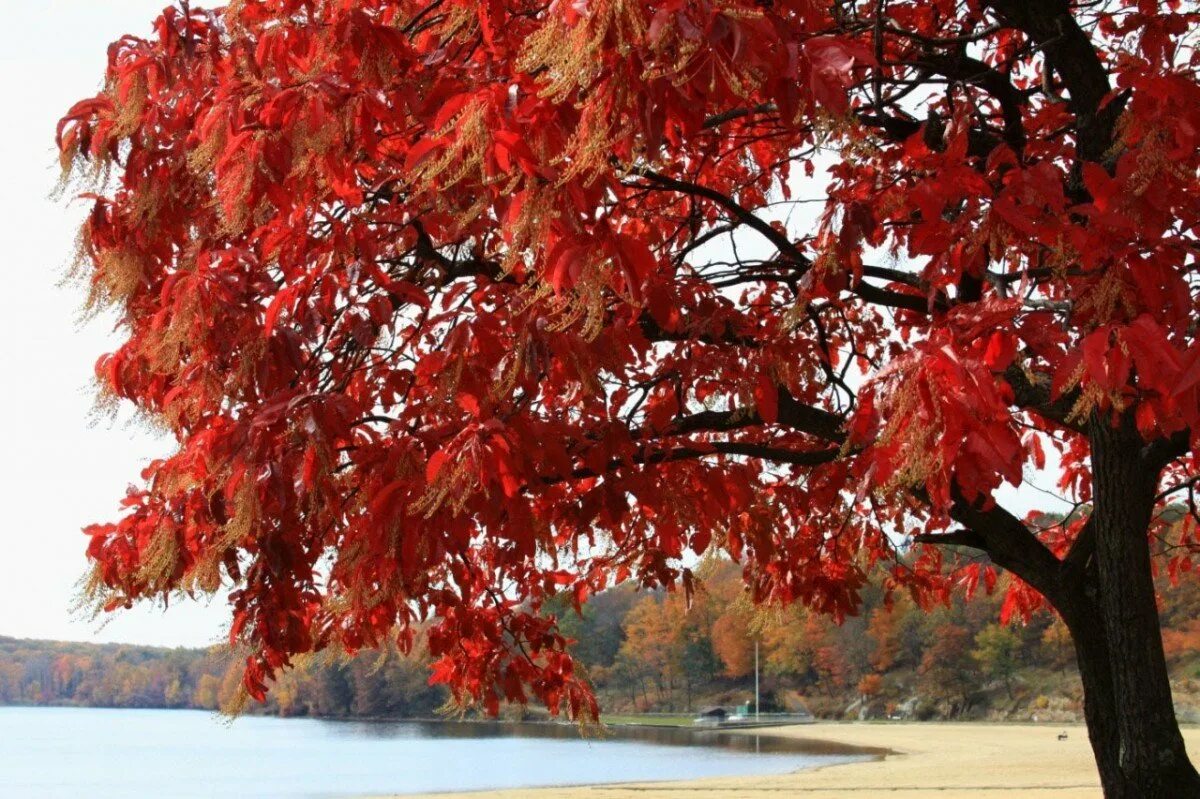 Багряной веткой. Acer rubrum (клен красный) 'Red Sunset'. Клен красный Сканлон. Клён рубрум. Клен остролистный красный.