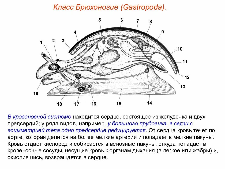 Органы строения моллюска. Внутреннее строение брюхоногих. Внутреннее строение брюхоногих моллюсков. Схема строения брюхоногого моллюска. Внутреннее строение моллюска.