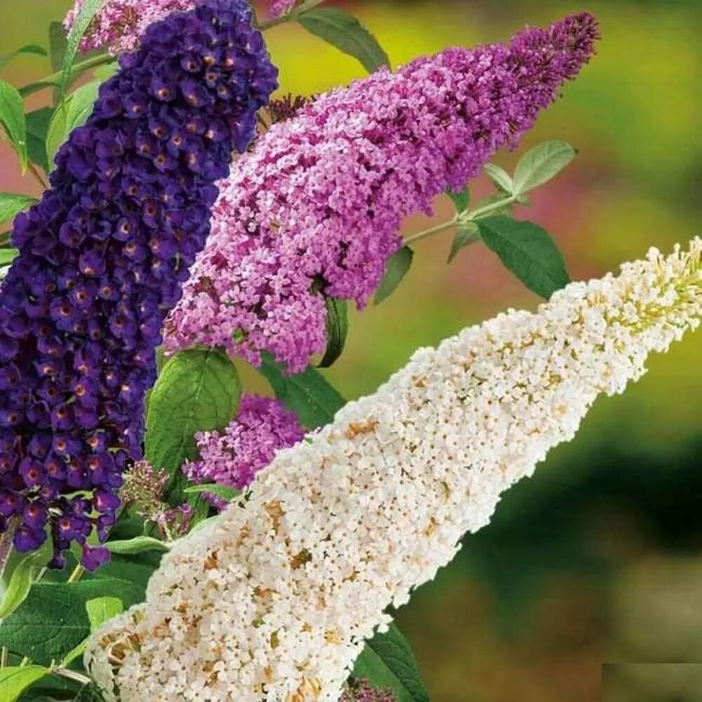 Буддлея домашняя. Buddleja davidii. Будлея Давида. Буддлея Tricolor. Кустарник Буддлея " Триколор".