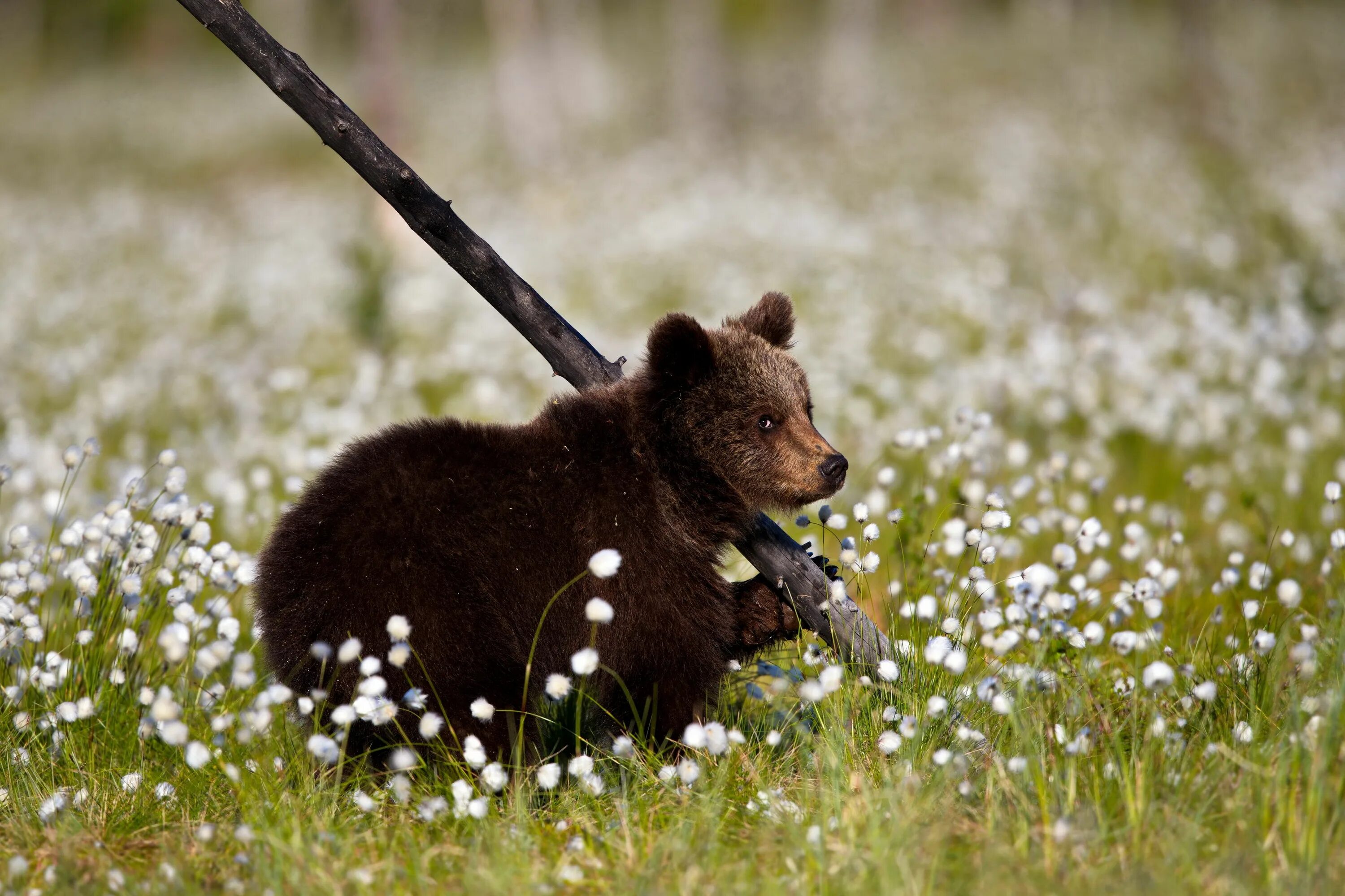 Медвежонок. Весенний медведь. Медведь в цветах. Красивый медведь.
