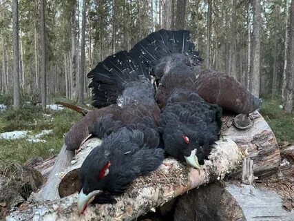 Ток глухаря