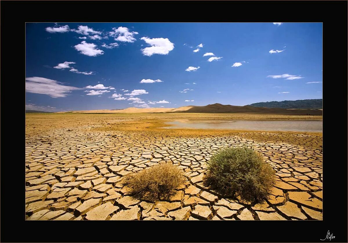 Цветущая пустыня Гоби. Экология полупустынь. Растения пустыни Гоби. Пустыня Гоби почва.