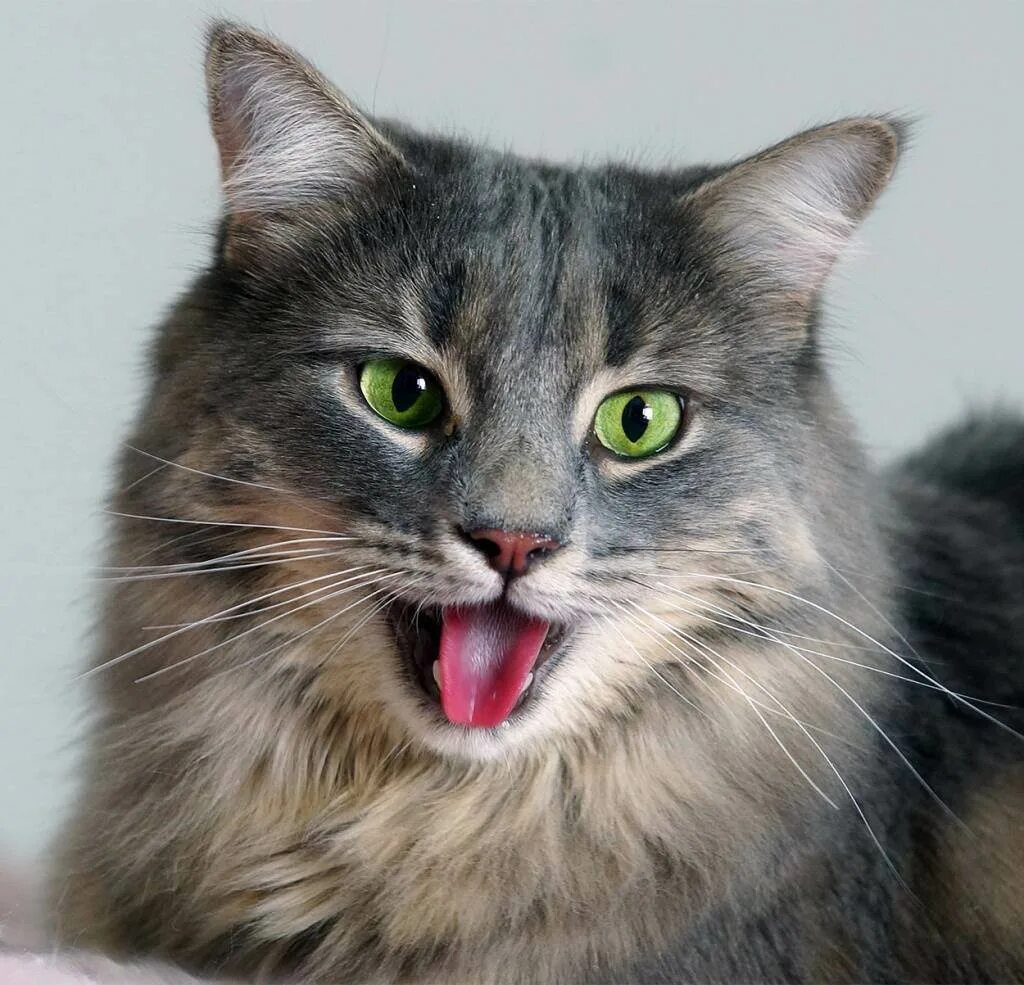 Кошка часто открывает рот. Кот с открытым ртом. Котики с открытыми ртами. Кошка с высунутым языком. Котик мяукает.