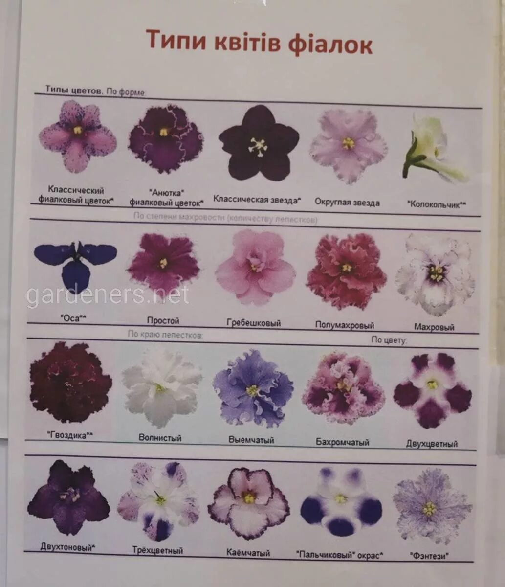 Какого какого цвета цветы фиалки. Классификация цветка фиалки. систематика узамбарской фиалки. как различат сорта фиалок. классификация фиалок по типу цветка.