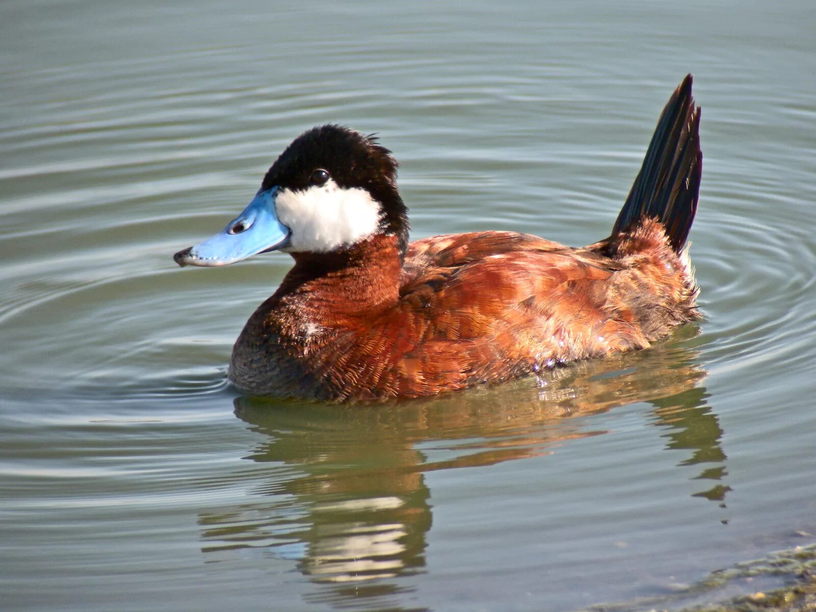 Американская Савка Oxyura jamaicensis. Дикие утки селезень породы. Американская Савка утка. Селезень утки Савка. Названия пород уток