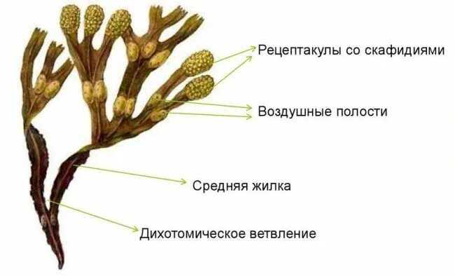 Фукус пузырчатый строение. Фукус водоросли описание. Строение водоросли ламинарии. Ламинария (отдел бурые водоросли). Фукус тип таллома.