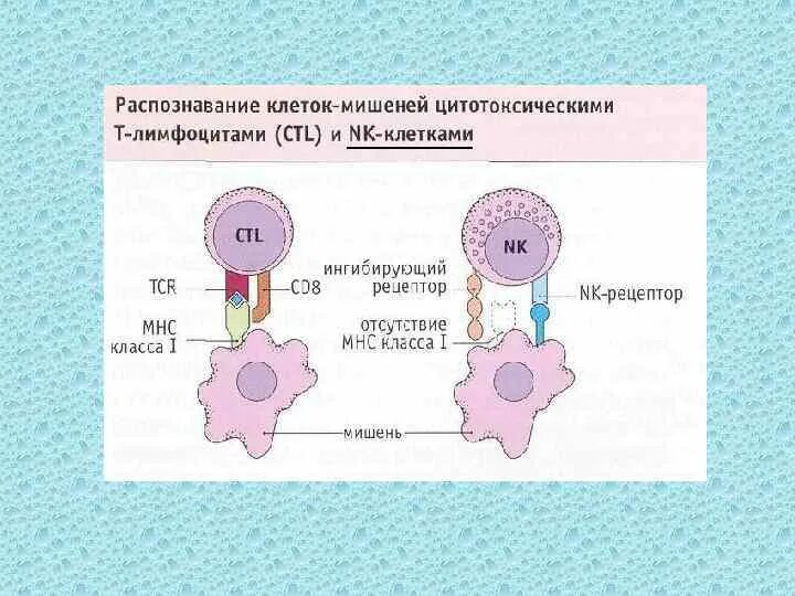 Цитотоксический иммунный ответ. Цитотоксические т-лимфоциты функции. Цитотоксические т лимфоциты Рецептор. Цитотоксические лимфоциты функции. Цитотоксическая реакция т лимфоцитов.