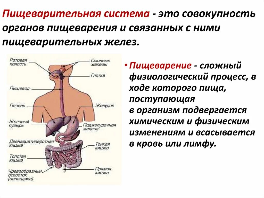 Образ пищеварительной системы