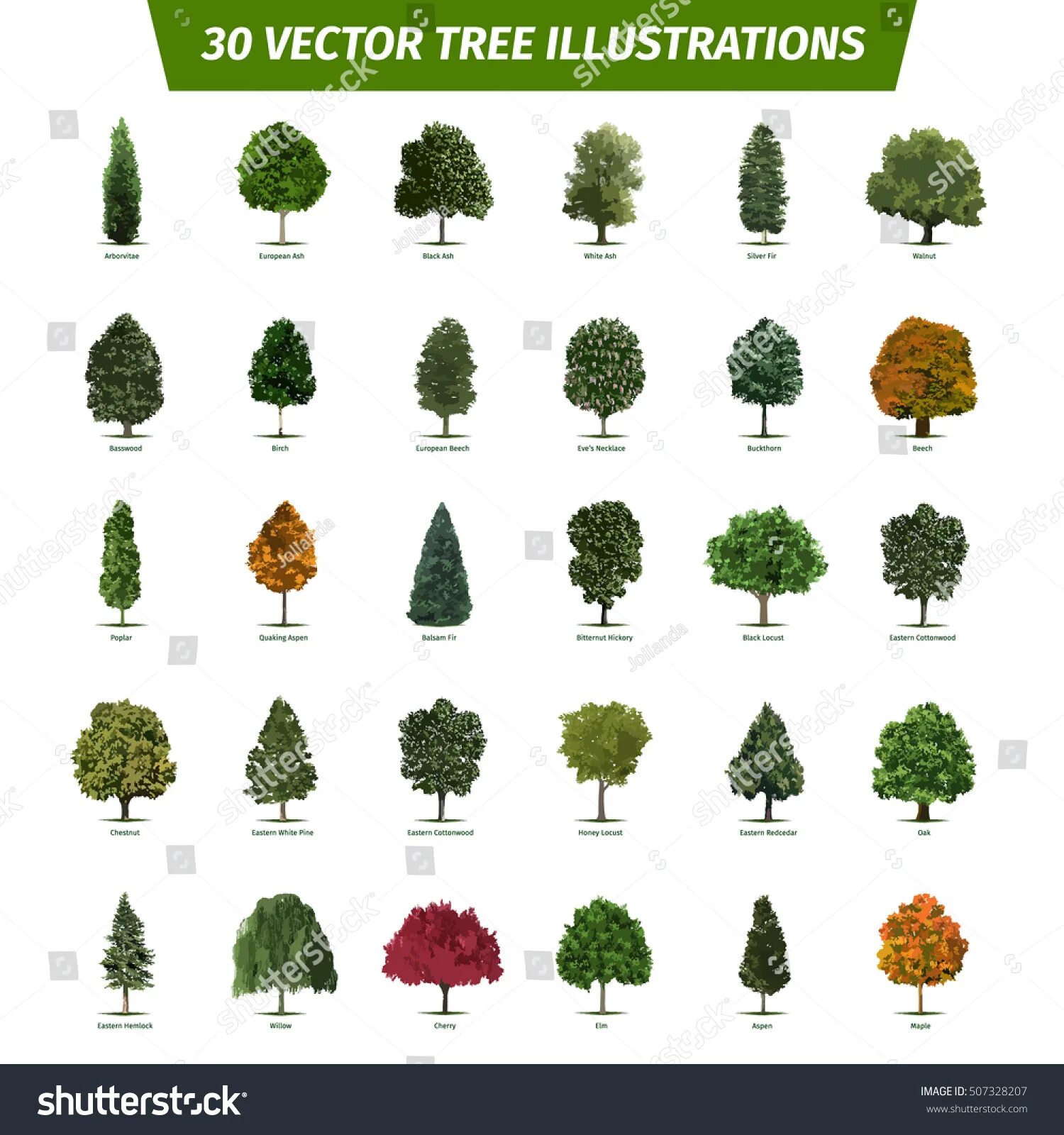 Tree names. Виды деревьев. names of trees. виды деревьев на английском. kinds of trees.