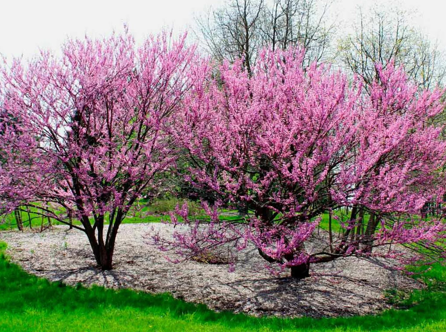 Церсис канадский. Церцис канадский Cercis canadensis. Дерево багрянник канадский. Церцис канадский (багрянник). Багрянник канадский (Cercis canadensis).