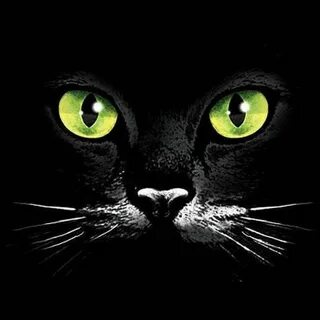 Green eyes the cats