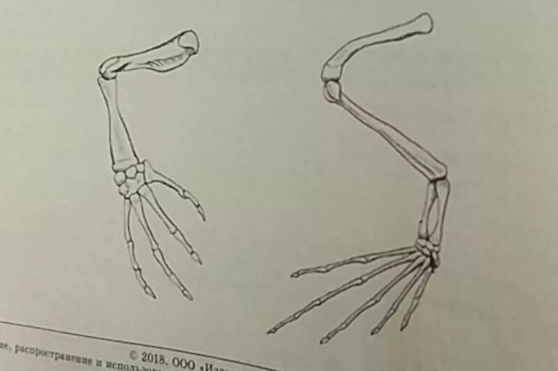 Строение конечностей рисунок. Строение пятипалой конечности. Скелет конечностей лягушки. Скелет передних конечностей лягушки. Скелет верхней конечности лягушки.