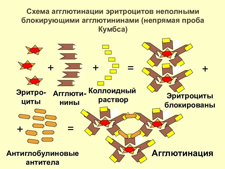 Определение антител к эритроцитам
