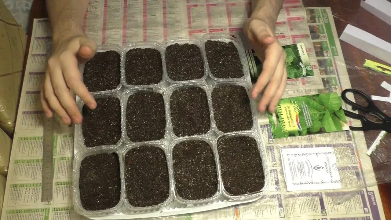 Вирджиния сша табак. Рассада табака. Табак латинская америка. Посев табака. Посев табака.