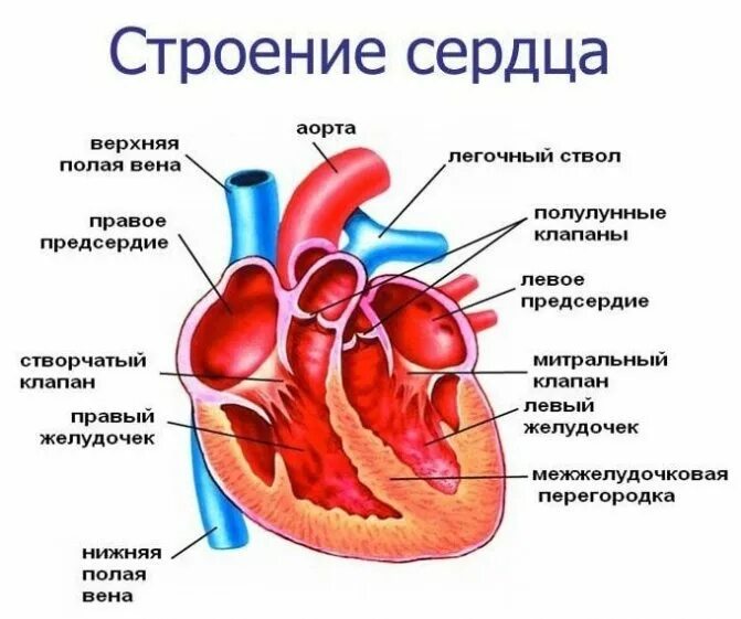 Клапан легочного ствола сердца. Анатомия сердца клапаны сердца клапан аорты. внутренне строение клапана сердца. строение сердца человека с аортой. сердце анатомия клапан легочного ствола.