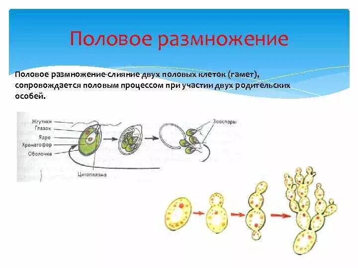 Выбери примеры бесполого размножения. Половое размножение клеток. Половое размножение без гамет. Половое размножение с участием гамет. Клеточное строение половое размножение.