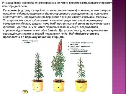 Явление гетерозиса