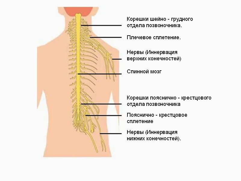 Болит спина солнечное сплетение. Иннервация позвоночника схема нервов. Защемление нервных Корешков спинного мозга. Нервные окончания пояснично-крестцового отдела позвоночника. Иннервация спинного мозга схема.